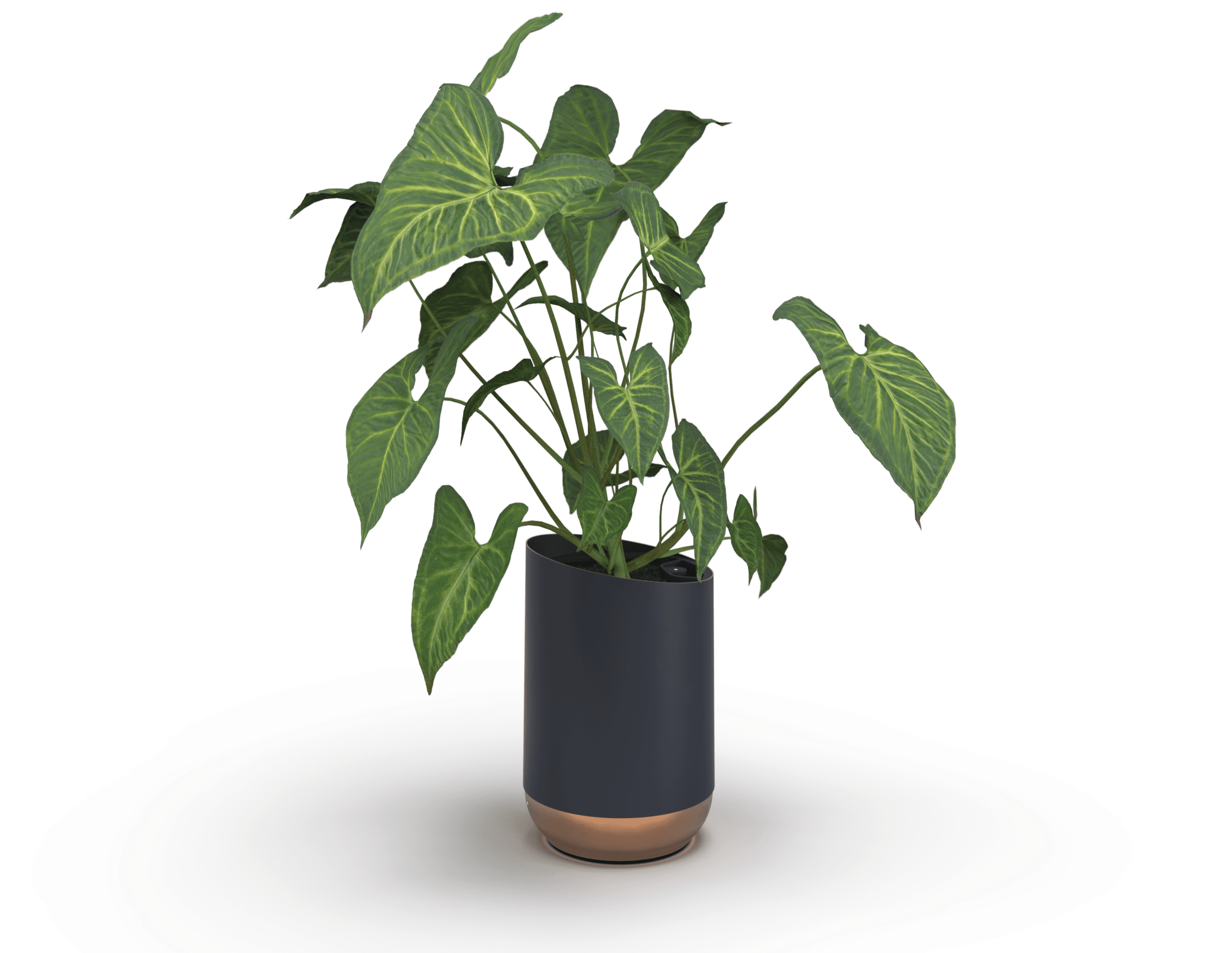 Air cleaning planter