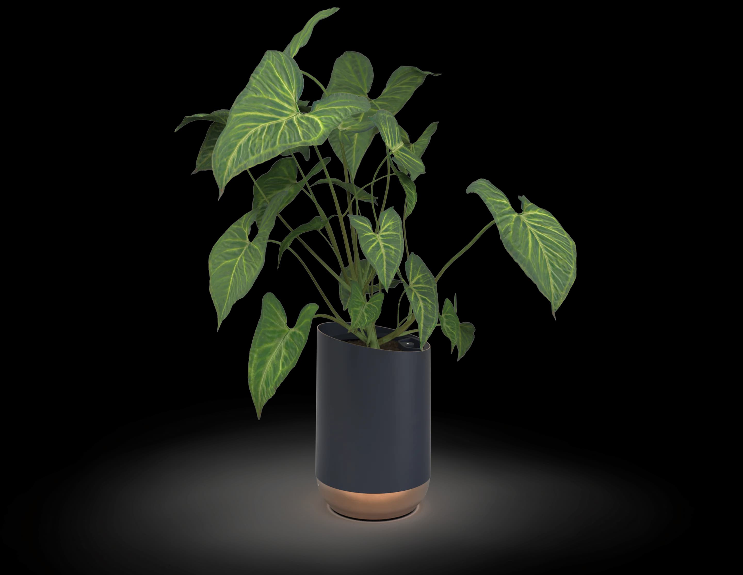 Air cleaning planter
